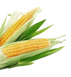 Corn