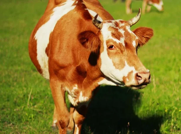 Cow