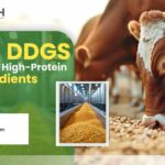 Know Everything About Corn DDGS: The Future of High-Protein Feed Ingredients
