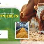 Explore the Growing Market of Corn DDGS Manufacturers in Karnataka