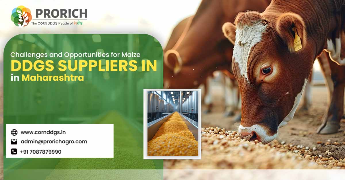 Corn DDGS Manufacturer in Karnataka