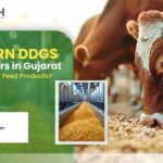 How Corn DDGS Manufacturers in Gujarat Ensure High-Quality Feed Products?