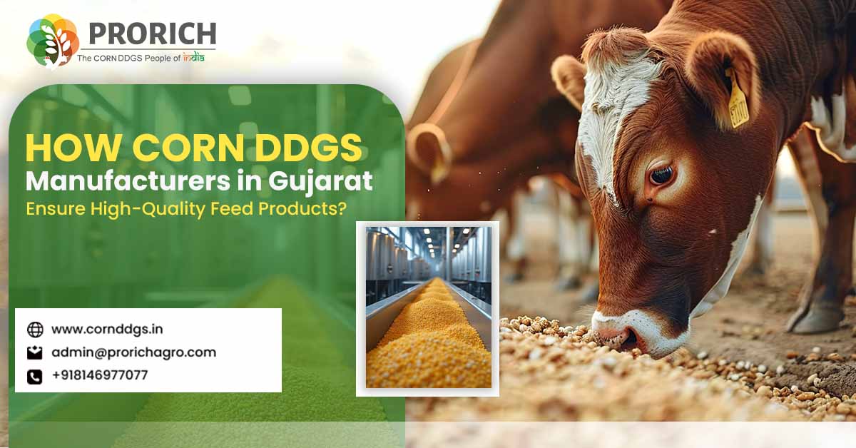 Corn DDGS Manufacturers in Gujarat