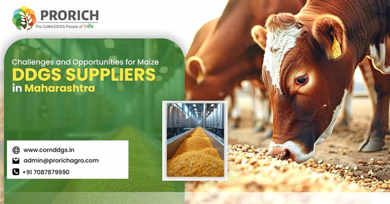 Corn DDGs Manufacturers in Maharashtra