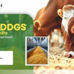 What are the benefits of selecting a Corn DDGS exporter in India for premium-quality animal feed?