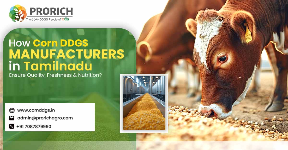 Corn DDGs Manufacturers Tamilnadu