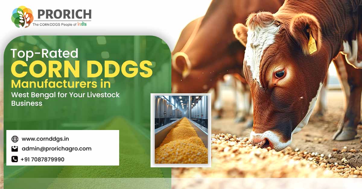 Corn DDGs Manufacturers in West Bengal