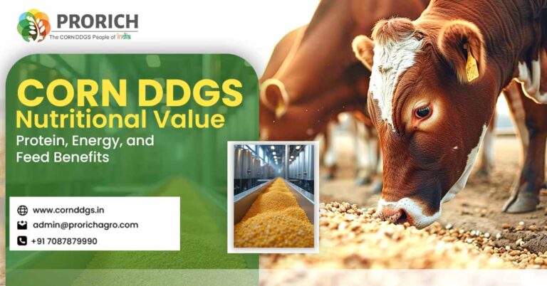 Corn DDGS Nutritional Value