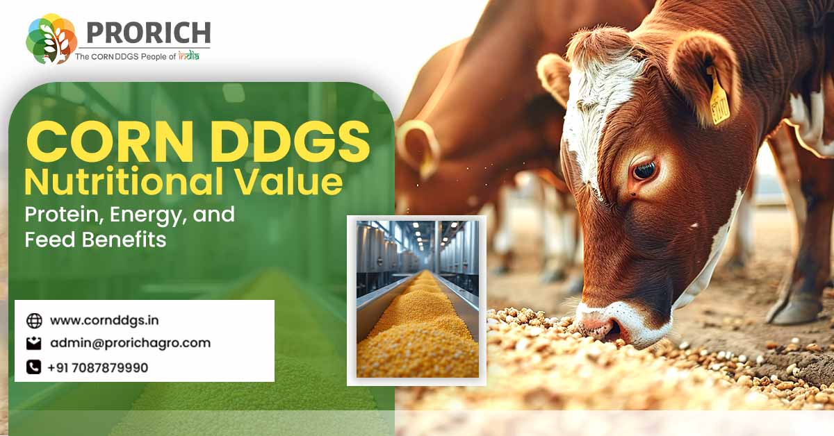 Corn DDGS Nutritional Value