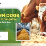 Top Corn DDGS manufacturers in Bangalore – Trusted Quality & Reliable Supply