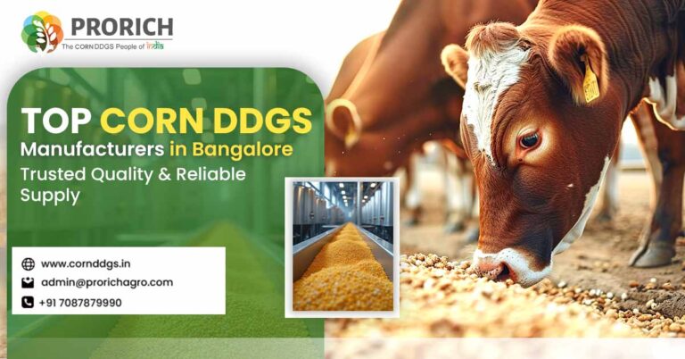 Corn DDGS manufacturers in Bangalore