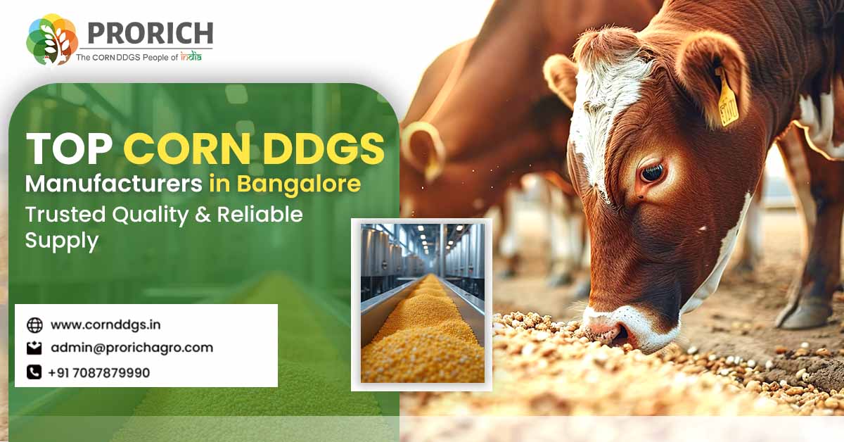 Corn DDGS manufacturers in Bangalore