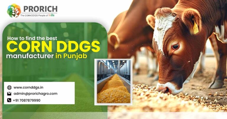 Corn DDGs manufacturer in Punjab