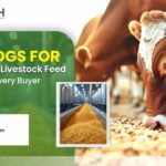 Corn DDGS for Poultry Feed & Livestock Feed: Supply Trends Every Buyer Should Know