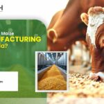 What Is the Corn & Maize DDGS Manufacturing Process in India?
