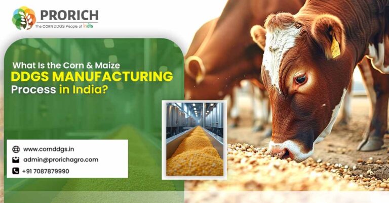 Corn DDGS Manufacturing Process in India