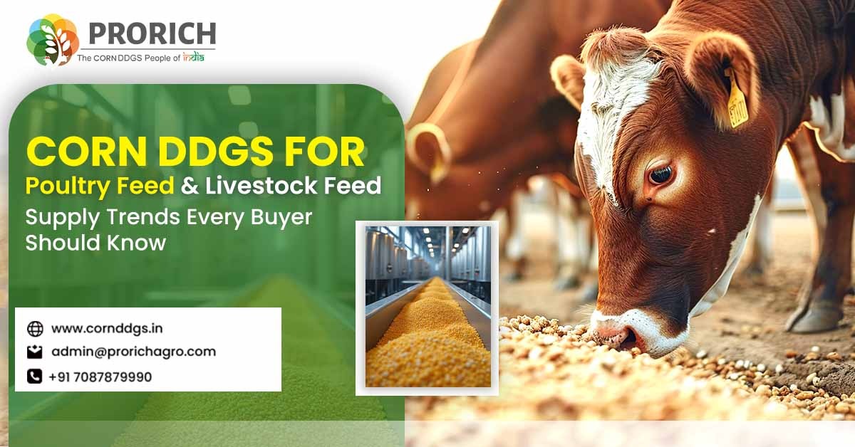 Corn DDGS for poultry feed