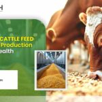 10 Benefits of Corn DDGS in Cattle Feed for Better Milk Production and Animal Health