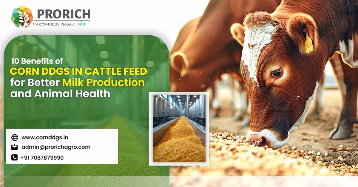 10 Benefits of Corn DDGS in Cattle Feed