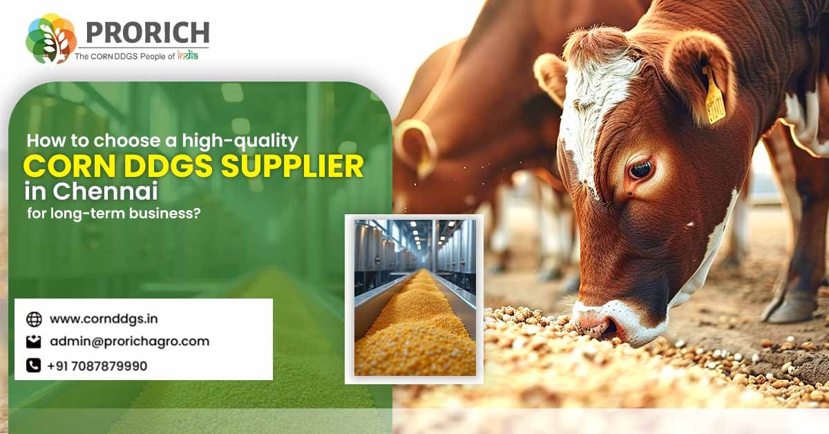 Corn DDGs Manufacturer in Chennai