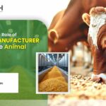 Understanding the Role of Corn DDGS Manufacturer in Kerala in the Animal Feed Industry