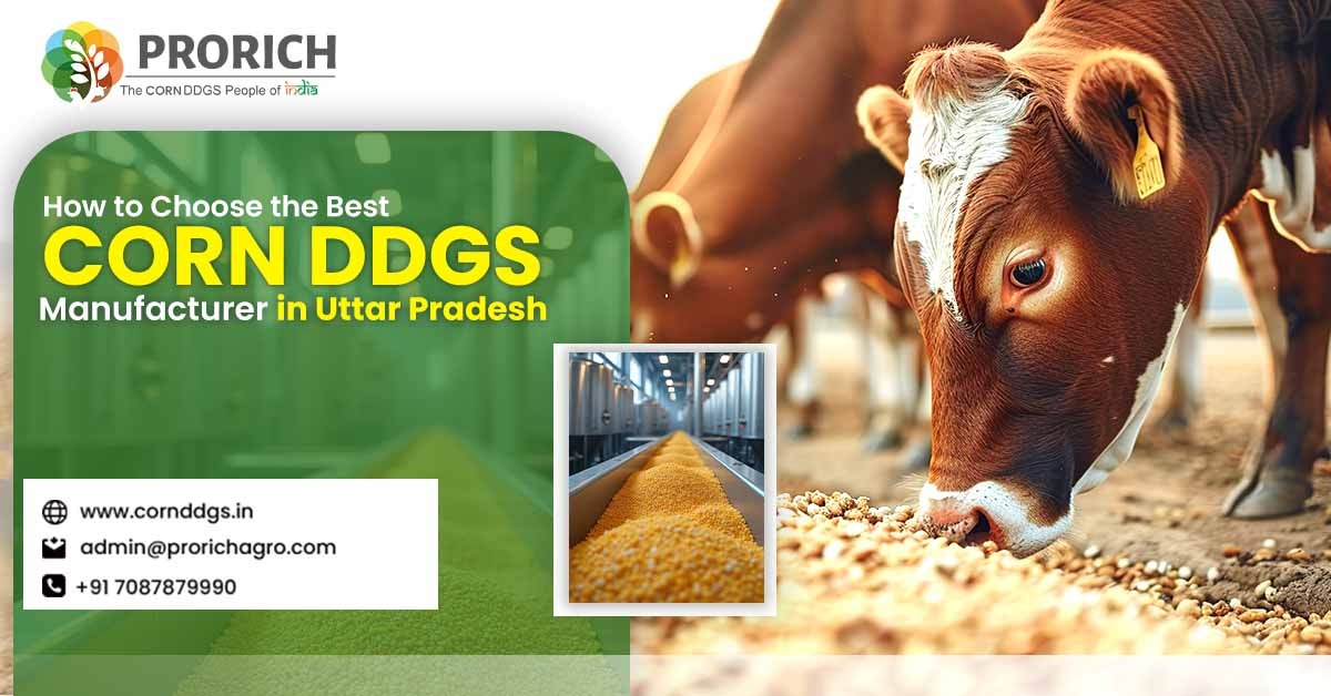 Corn DDGS Manufacturer in Uttar Pradesh