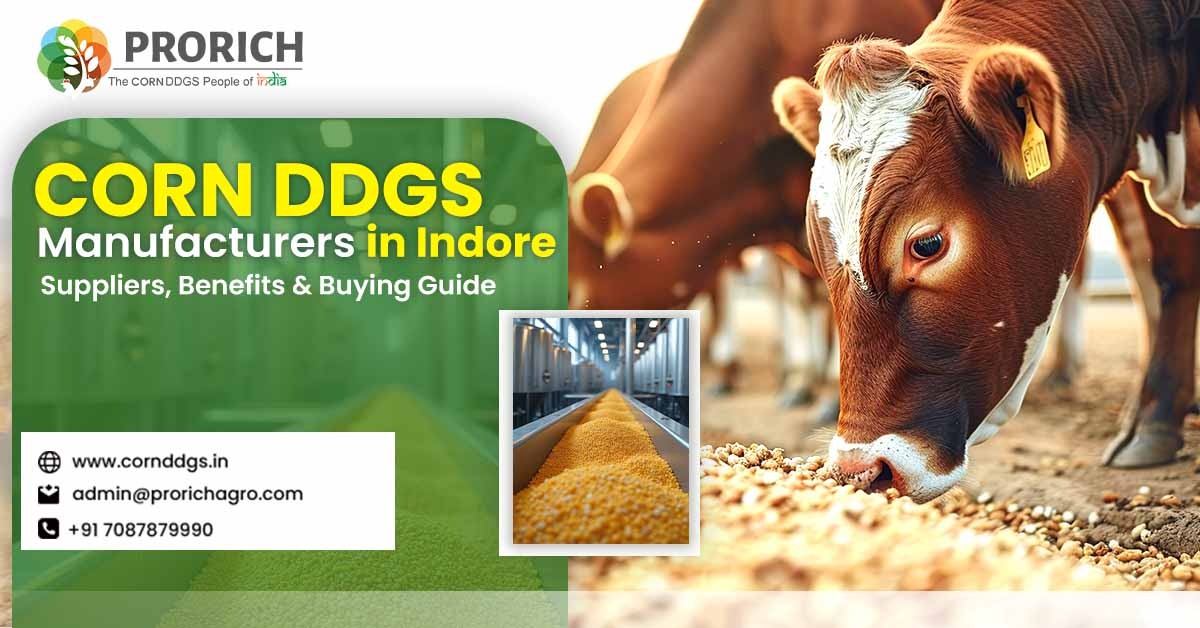 Corn DDGS Manufacturers in Indore