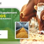 Animal Feed Supplement Corn DDGS – Benefits for Livestock Nutrition