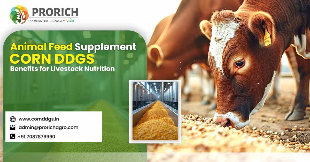 Animal feed supplement corn DDGS
