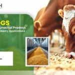 Corn DDGS Manufacturer in Arunachal Pradesh: How to Select the Right Supplier