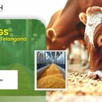 Corn DDGS Manufacturer in Telangana – Complete Guide