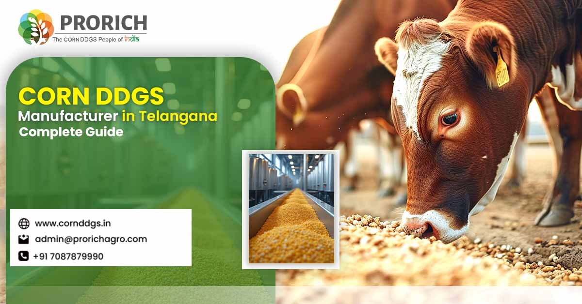 Corn DDGS Manufacturer in Telangana