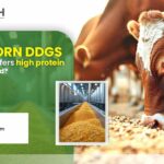 Which Corn DDGS manufacturers in Ahmedabad offer high-protein feed?