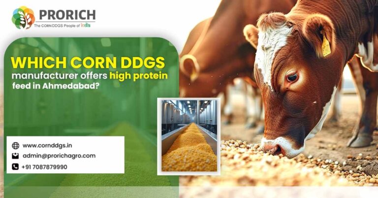 Corn DDGS Manufacturers in Ahmedabad
