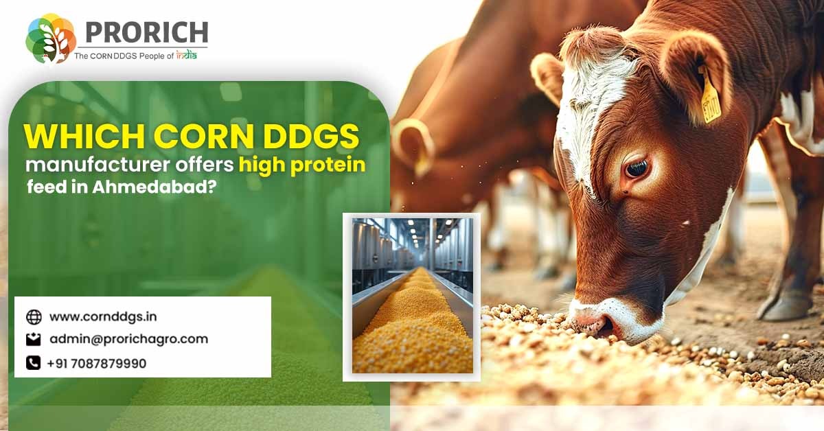 Corn DDGS Manufacturers in Ahmedabad