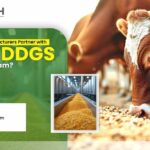 Why Should Feed Manufacturers Partner with Corn DDGS Suppliers in Assam?