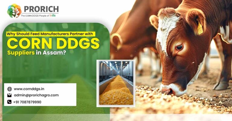 Corn DDGS Manufacturers in Assam
