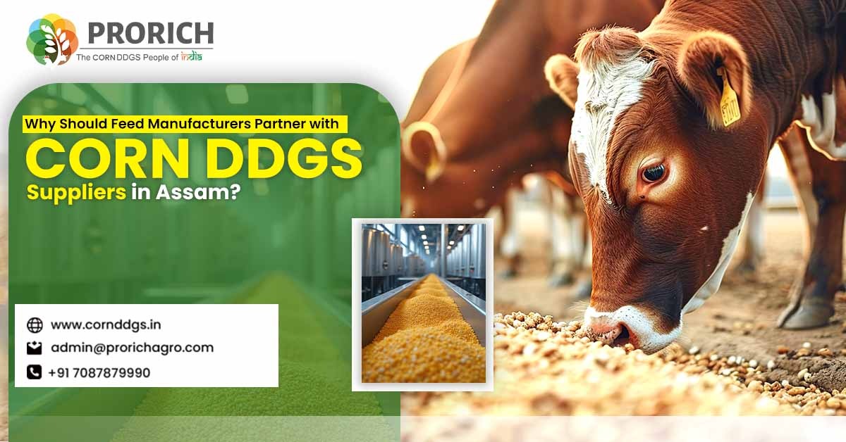 Corn DDGS Manufacturers in Assam