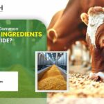 What are the most common animal feed ingredients in the world?