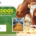 Corn DDGS Manufacturers in Madhya Pradesh: Complete Guide to Suppliers, Distributors & Bulk Supply