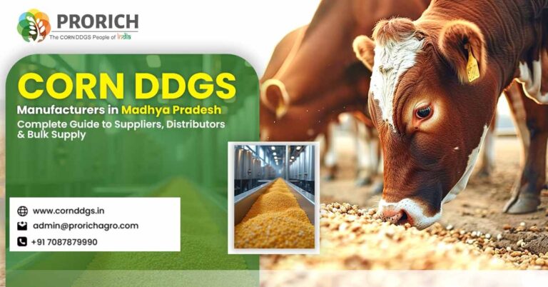 Corn DDGS manufacturers in Madhya Pradesh