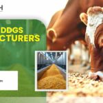 Who Are the Best Corn DDGS Manufacturers in Lucknow?