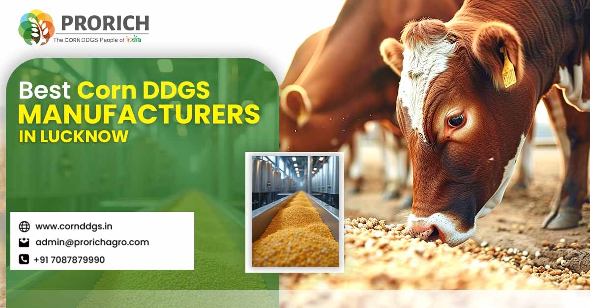 Corn DDGS Manufacturers in Lucknow