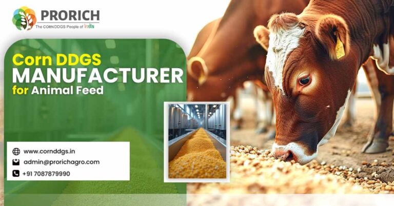 Corn DDGS Manufacturer for Animal Feed